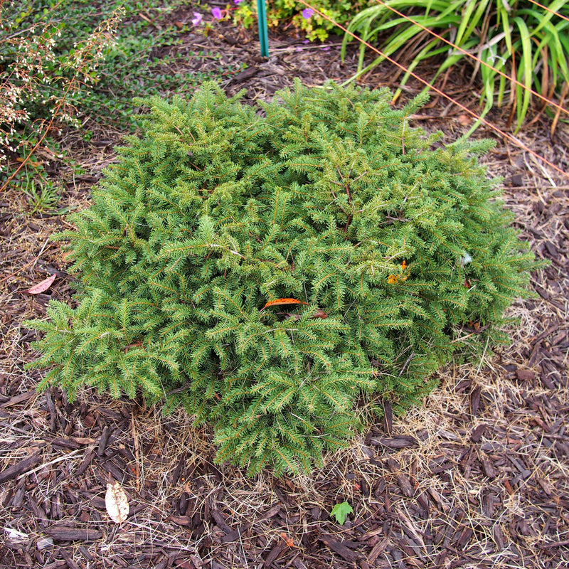 Bird's Nest Spruce - Shipped