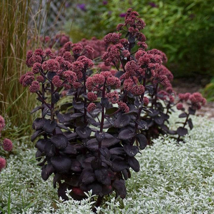 Sedum 'Night Embers'  - Night Embers Stonecrop - Shipped