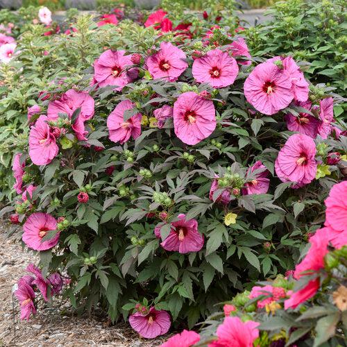 Hibiscus 'Berry Awesome' PP27936  - Summerific® Berry Awesome Hibiscus - Shipped