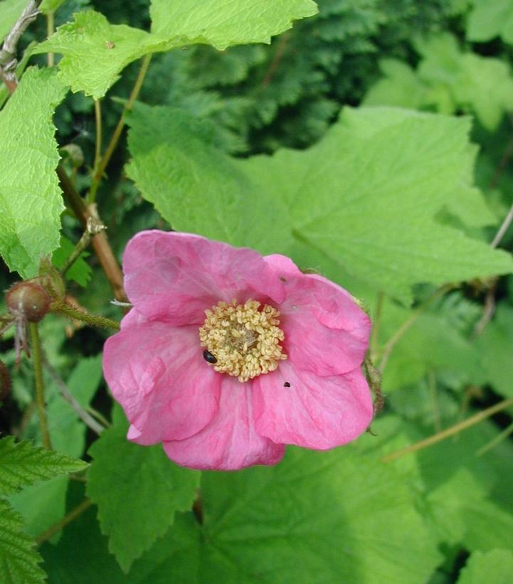 FLOWERING RASPBERRY (RUBUS ODORATUS)  - In Store Pickup