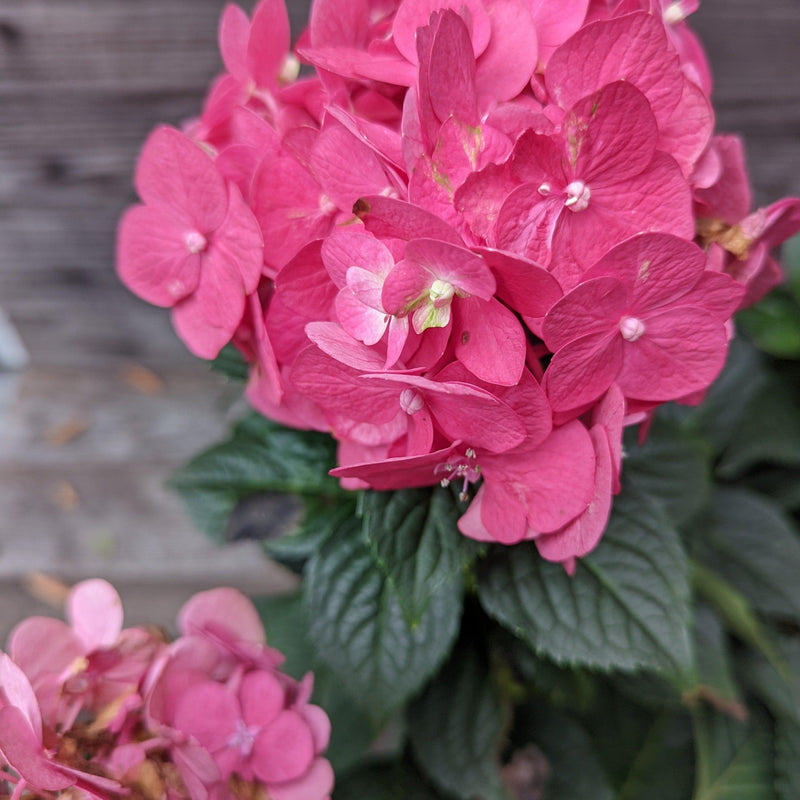 Endless Summer® Summer Crush® Hydrangea - Shipped