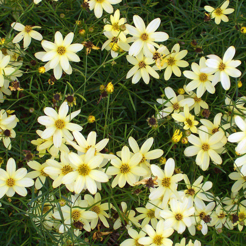 Moonbeam Threadleaf Coreopsis - Shipped
