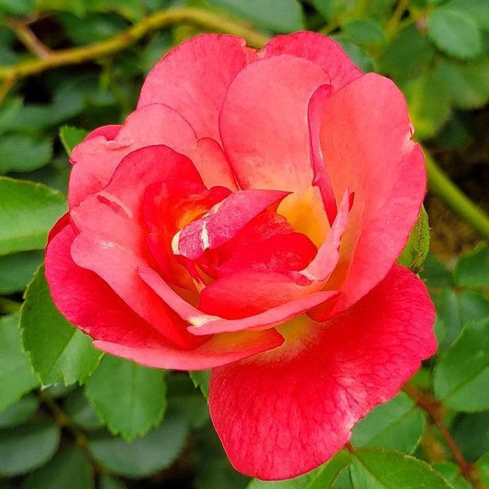 Rosa 'BAIset'  - Easy Elegance® Sunrise Sunset Rose - Shipped