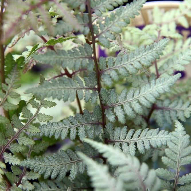 Athyrium 'Ghost'  - Ghost Fern - Shipped