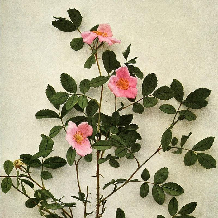 Rosa virginiana  - Virginia Rose - Shipped