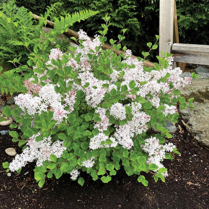 Syringa meyeri 'JDB123WHITEHOUSE'  - Bloomin' Easy® Pearl Potion™ Korean Lilac - Shipped