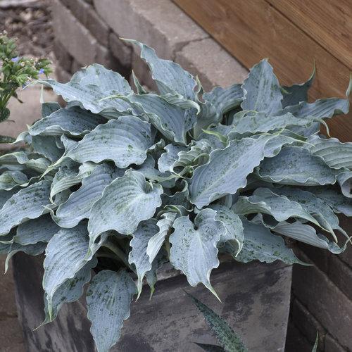 Hosta 'Waterslide' PP30303  - PW® Shadowland® 'Waterslide' Hosta - Shipped