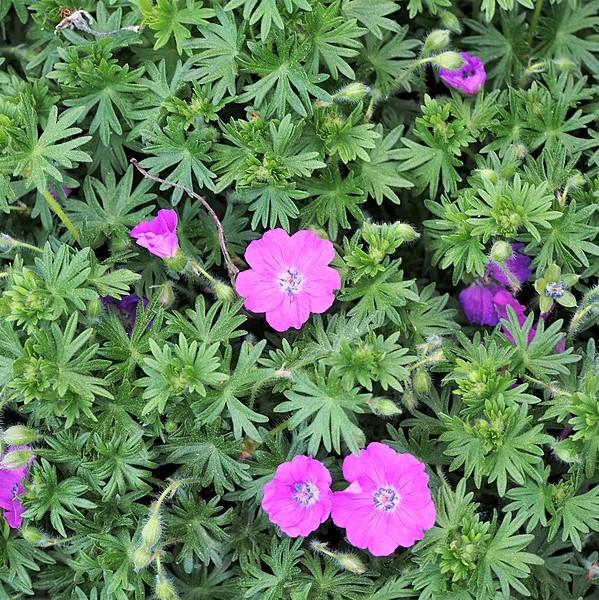Maz Frei Bloody Cranesbill - Shipped