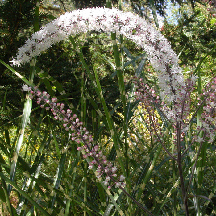 Actaea simplex 'Brunette'  - Brunette Bugbane, Cohosh - Shipped