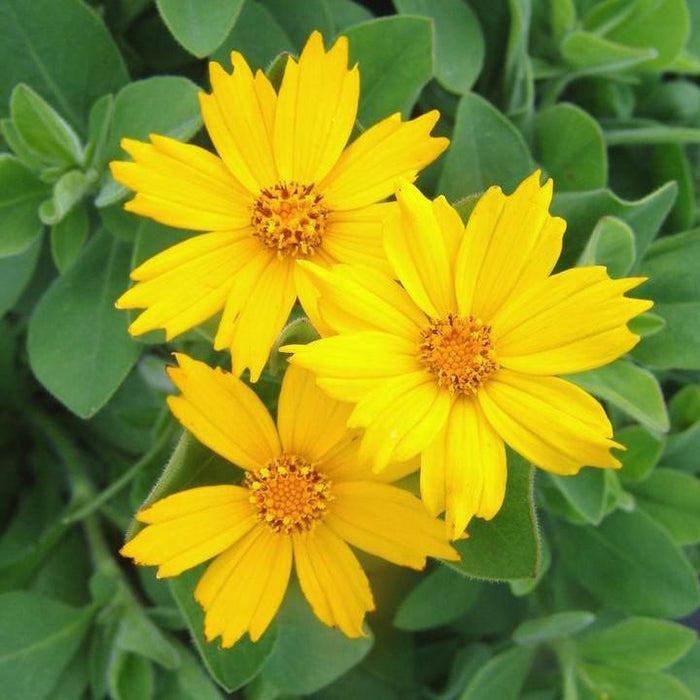 Coreopsis pubescens 'Sunshine Superman'  - Sunshine Superman Star Tickseed - Shipped