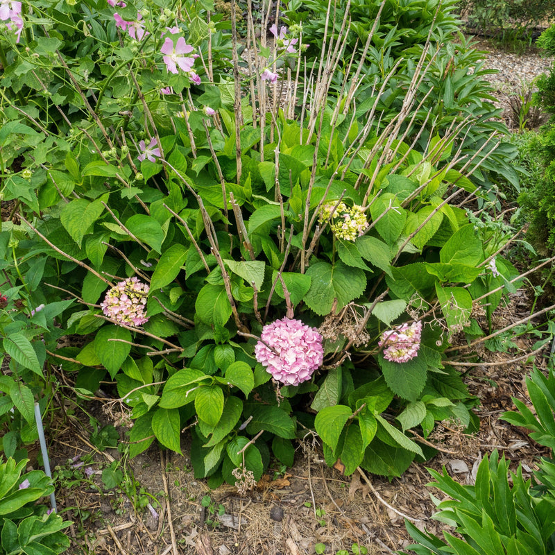 Endless Summer® The Original Hydrangea - Shipped