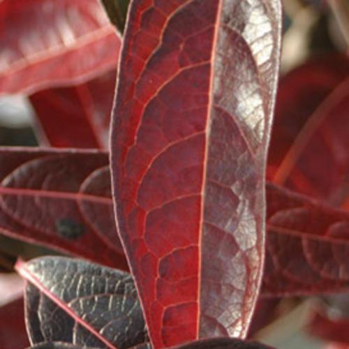 Viburnum nudum 'Bulk'  - Brandywine™ Viburnum - Shipped