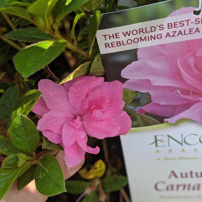 Rhododendron ‘Roblec’  - Encore® Autumn Carnation™ Azalea - Shipped