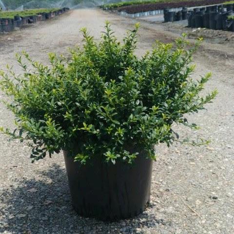 Ilex crenata 'Soft-Touch'  - Soft Touch Japanese Holly - Shipped