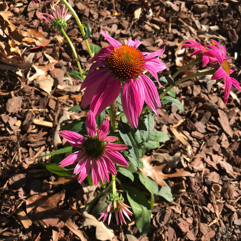 PowWow® Wild Berry Echinacea, Coneflower - Shipped