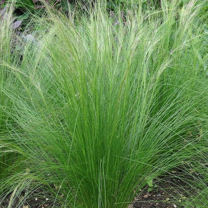 Nassella tenuissima  - Mexican Feather Grass - Shipped