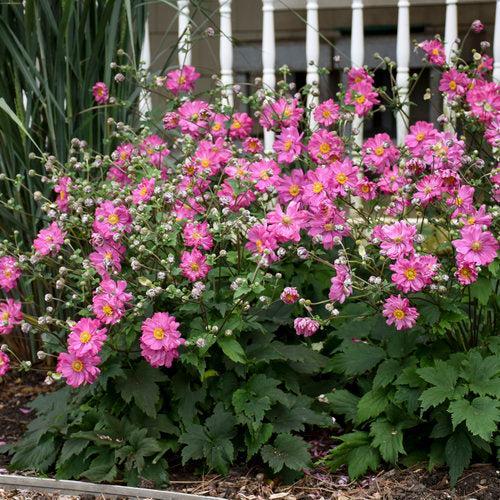 Anemone hybrid 'Sweetly'  - PW® Fall in Love® Sweetly Anemone - Shipped