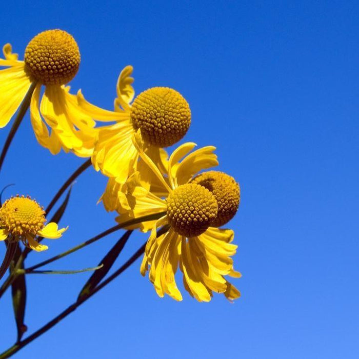 Helenium autumnale  - Common Sneezeweed - Shipped