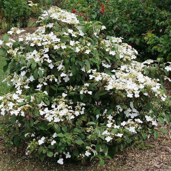 Viburnum plicatum var. tomentosum 'NCVP1'  - Steady Eddy® Doublefile Viburnum - Shipped