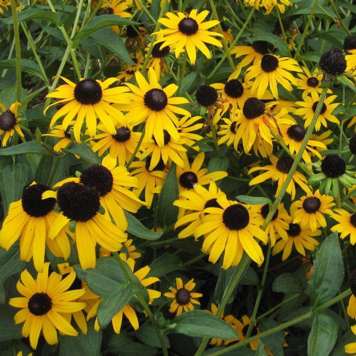 Rudbeckia 'American Gold Rush'  - American Gold Rush Black-Eyed Susan - Shipped