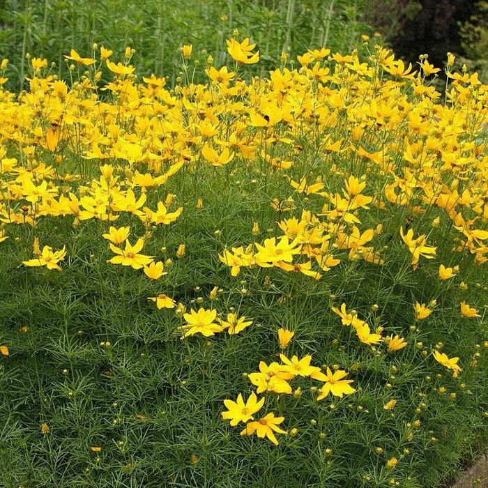 Coreopsis verticillata  - Threadleaf Coreopsis - Shipped
