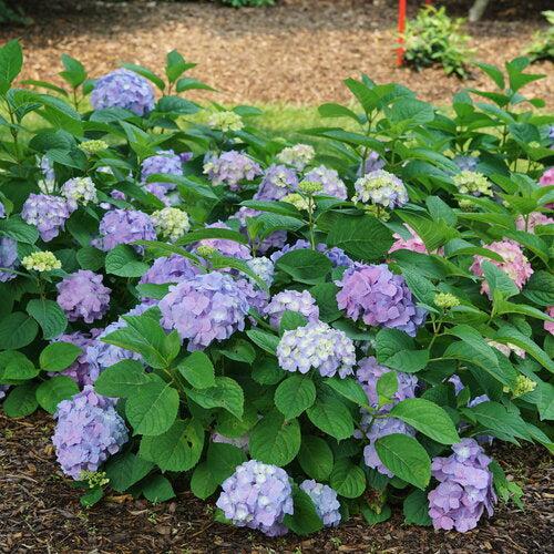 Let's Dance® Sky View® Hydrangea - Shipped