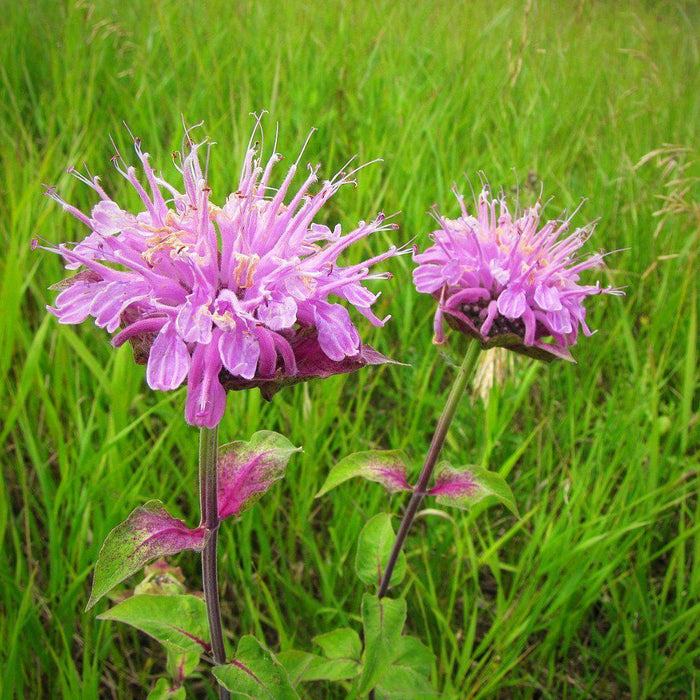 Monarda fistulosa  - Wild Bergamot - Shipped