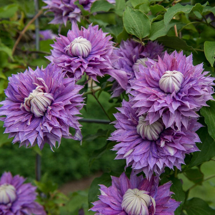 Clematis 'evipo039'  - Regal® Diamantina™ Clematis - Shipped
