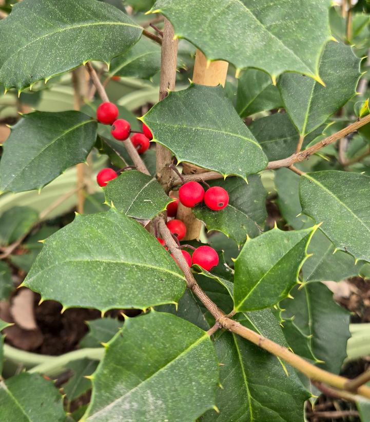HOLLY (ILEX X OPACA) `SATYR HILL` - AMERICAN HOLLY - In Store Pickup