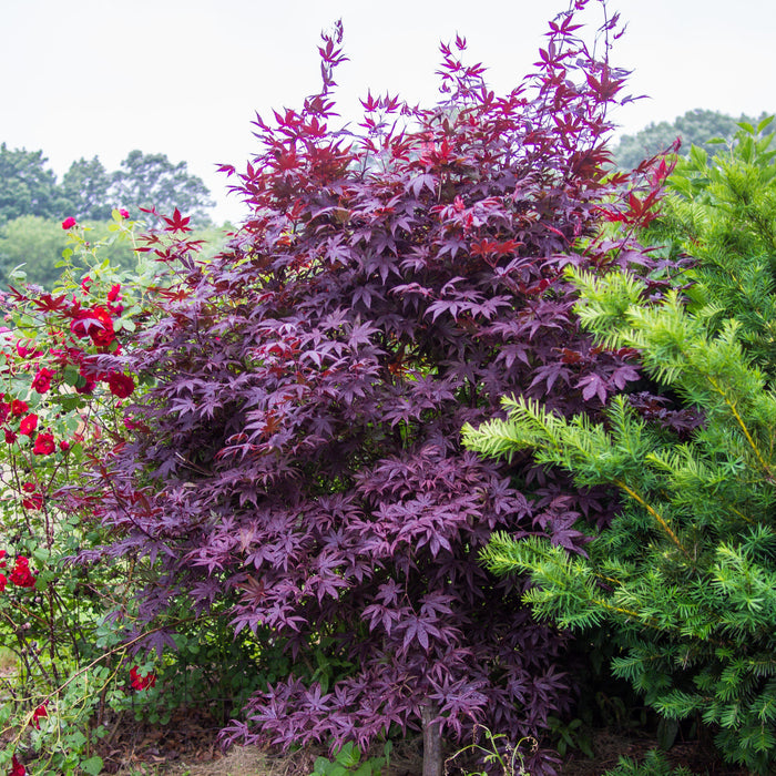 Acer palmatum 'Bloodgood'  - Japanese Maple 'Bloodgood' - Shipped