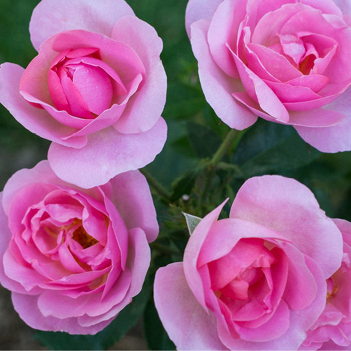 Knock Out® Peachy Rose - Shipped