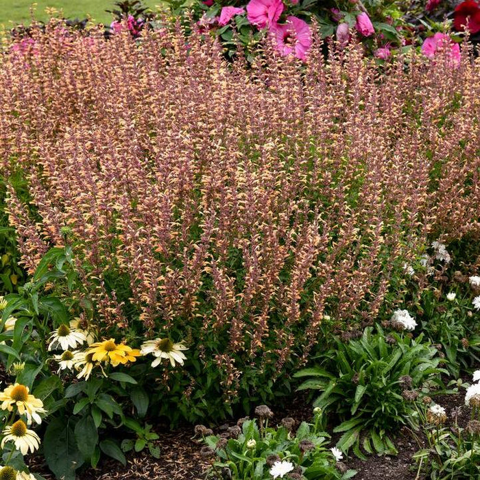 Agastache 'Queen Nectarine'  - Meant to Bee® Queen Nectarine Agastache - Shipped