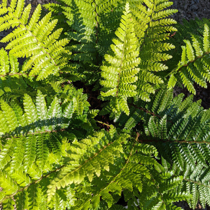 Polystichum polyblepharum  - Tassel Fern - Shipped