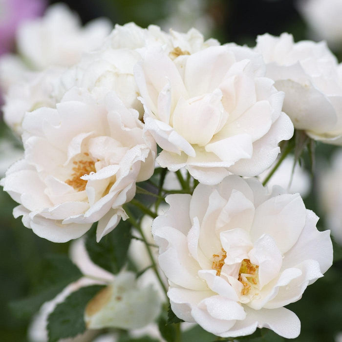 Rosa 'Meiradena'  - Icecap™ Rose - Shipped