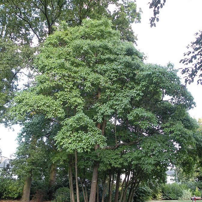 Sassafras albidum  - Sassafras - Shipped