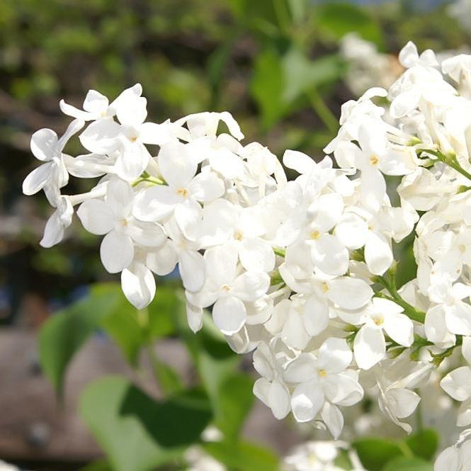 Syringa x oblata 'Betsy Ross'  - Betsy Ross Lilac - Shipped