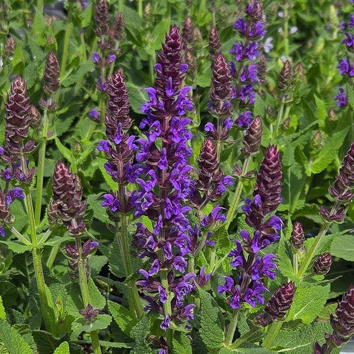 Salvia 'Violet Riot'  - Color Spires® Violet Riot Salvia - Shipped