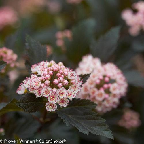 Summer Wine® Ninebark - Shipped
