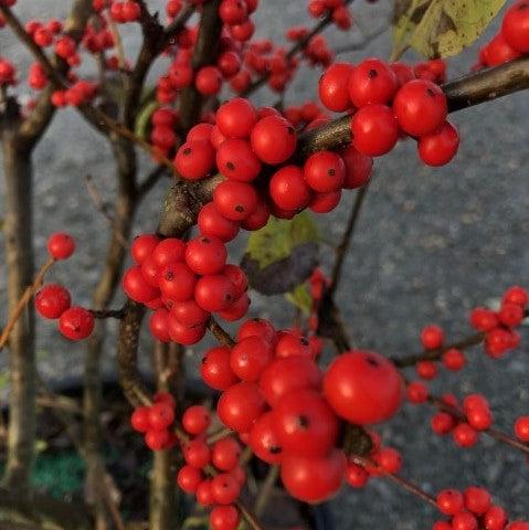 Winter Red Winterberry - Shipped