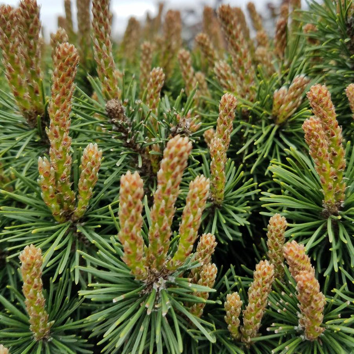 MUGO PINE (PINUS MUGO) 'SLOWMOUND` - In Store Pickup