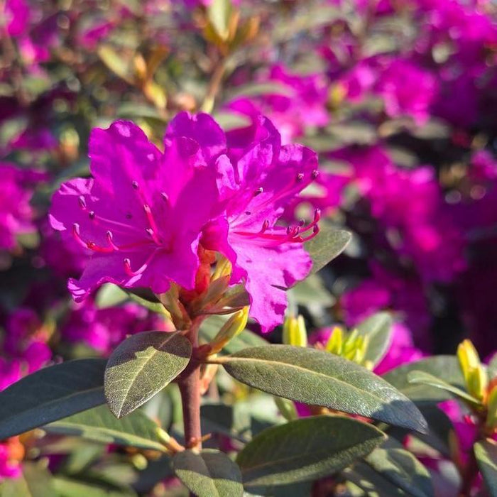 Rhododendron 'PJM Elite Star'  - PJM Elite Star Rhododendron - Shipped