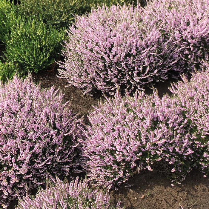 Calluna vulgaris 'County Wicklow'