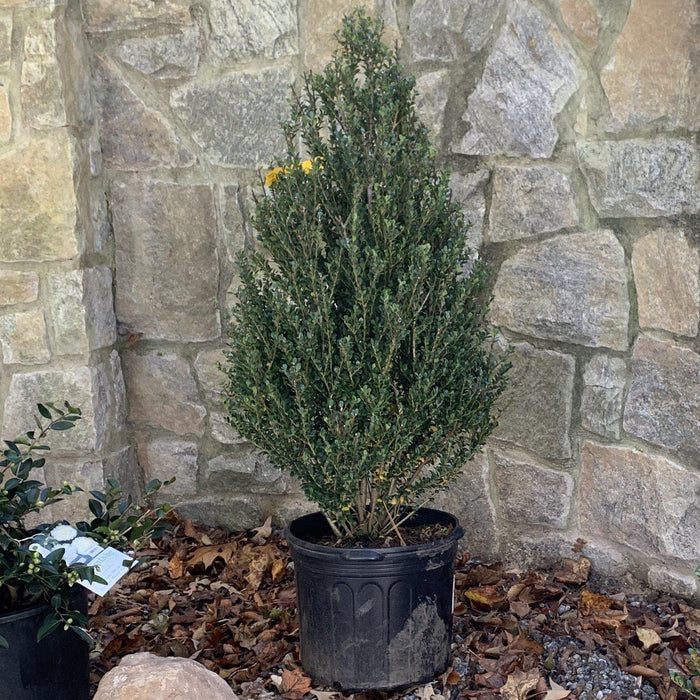 Ilex crenata 'Steeds'  - Steeds Upright Japanese Holly - Shipped