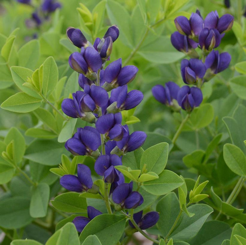 BAPTISIA hybrid DECADENCE® `SPARKLING SAPPHIRES` - FALSE INDIGO - In Store Pickup