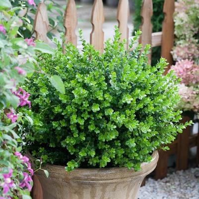 BOXWOOD (BUXUS MICRO.). `SPRINTER` - In Store Pickup