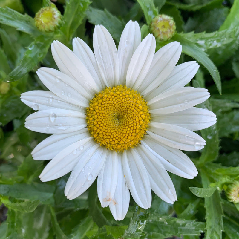 Snowcap Shasta Daisy - Shipped