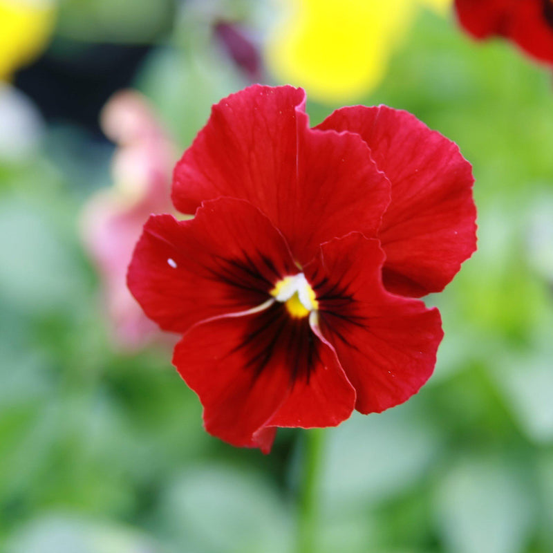 Penny™ Red Blotch Viola - Shipped