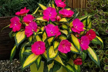 Annuals