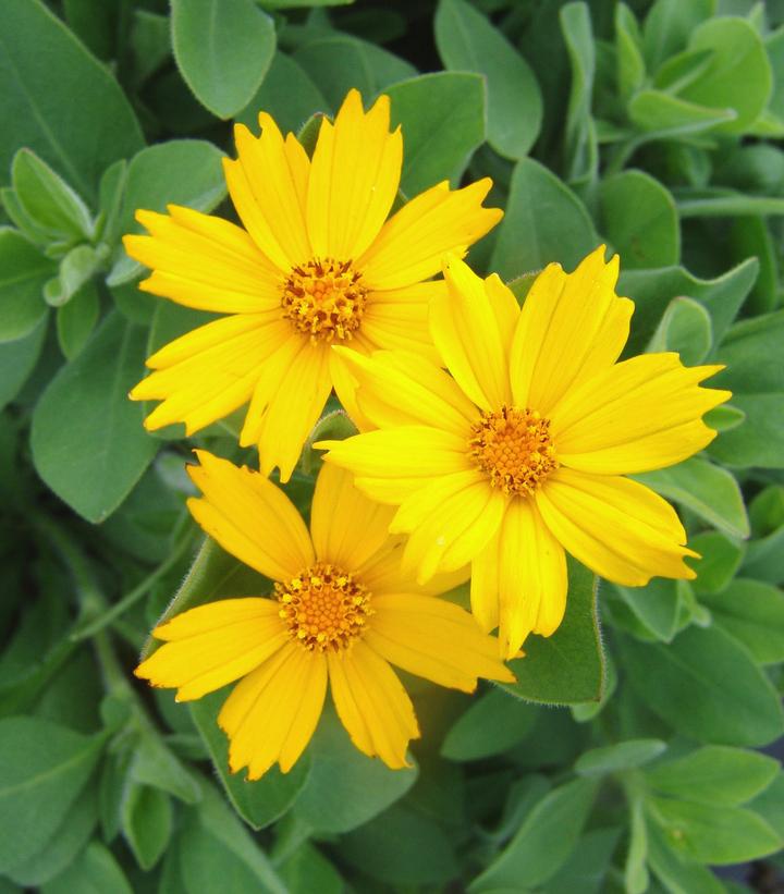 COREOPSIS  `SUNSHINE SUPERMAN` STAR TICKSEED - In Store Pickup