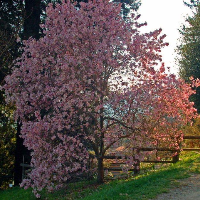 Leonard Messel Magnolia - Shipped